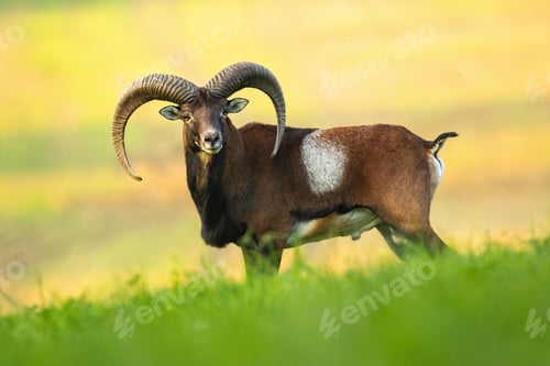 Preview: Majestic wild mouflon facing camera on a pasture in autumn at sunrise