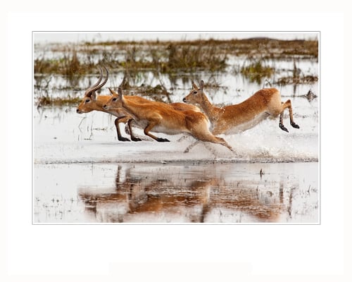 Preview: Red Lechwe Antelope - Okavango Delta - Botswana