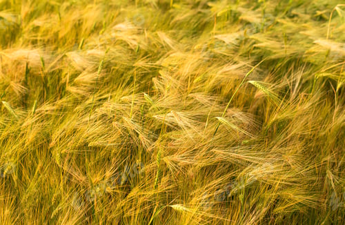 Preview: Ripening ears of yellow wheat field.
