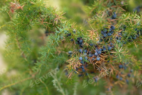 Preview: Black northern berries in nature. Close-up. The black berry northern