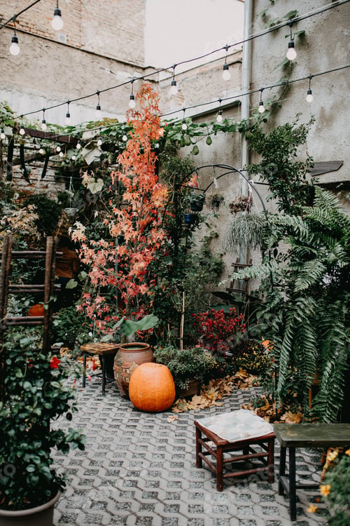 Preview: garden