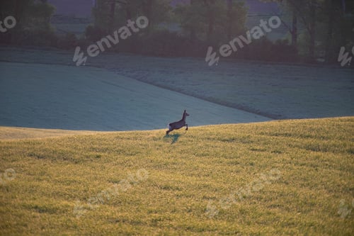 Preview: Roe deer walking in green agricultural fields