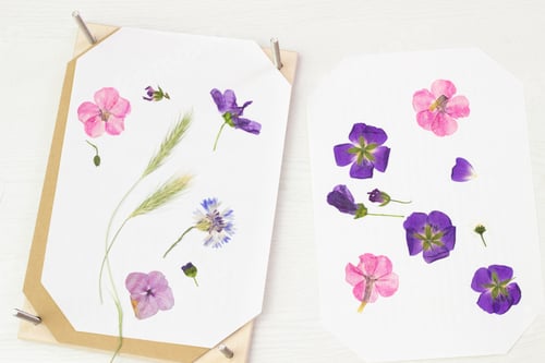 Preview: Pressing flowers