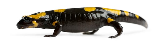 Preview: Fire salamander, Salamandra salamandra, in front of white background