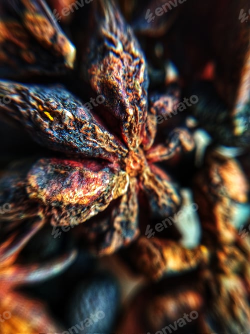 Preview: Star Anise
