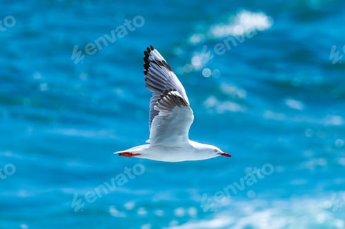 Preview: Selective shot of Red billed gull flying over the sea