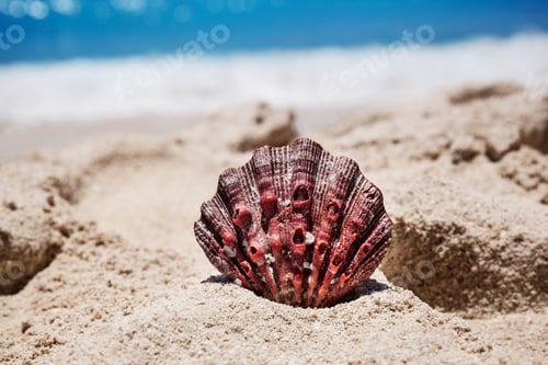 Preview: Red shell on sandy beach in Cancun, Mexico
