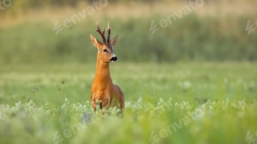Preview: Roe deer buck with dark antlers on a meadow in summer with copy space