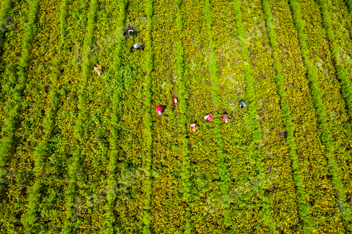 Preview: Aerial view of Green soybean field in India.