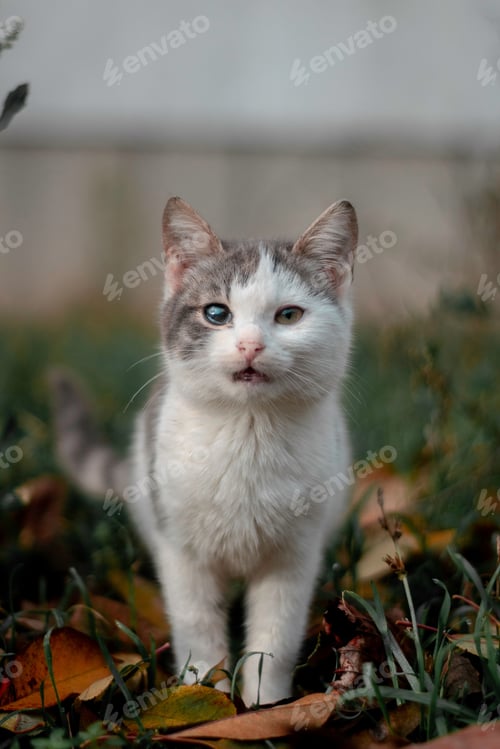 Preview: Vertical closeup of a tabby cat on green grass