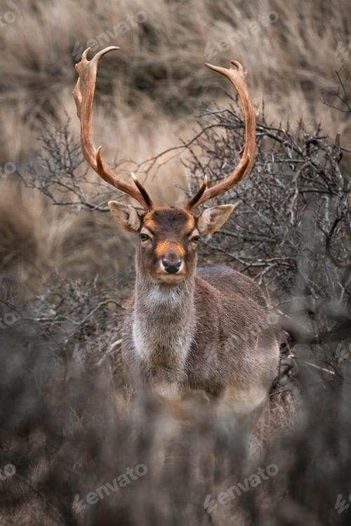 Preview: Funny deer is relax on ground