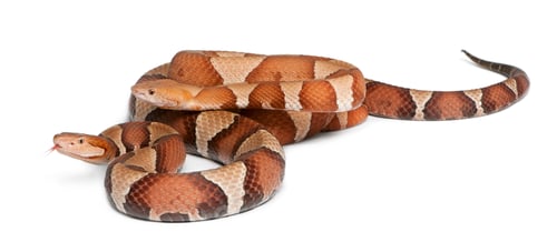 Preview: male and female Copperhead snake or highland moccasin - Agkistrodon contortrix