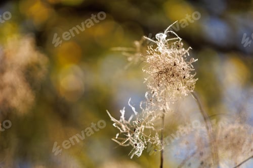 Preview: Macro shot of a fluffy plant in the background of the park. Plants and leaves in a fall park.