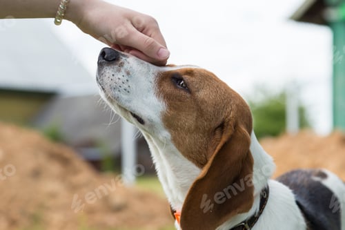 Preview: NOMINATED! A girl caresses a dog