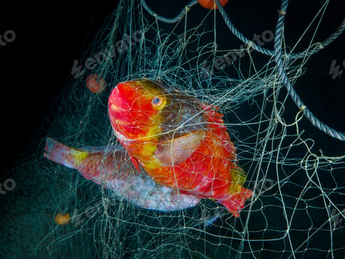 Preview: Parrot fish trapped in fishing nets