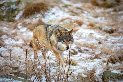 Preview: Beautiful wolf walking in the forest in early winter