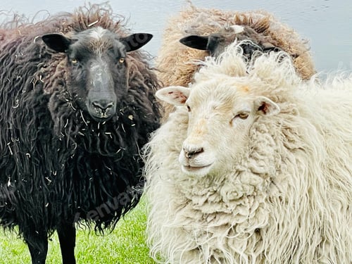 Preview: Harmony in nature, black and white wooly ewes closeup of livestock farm.