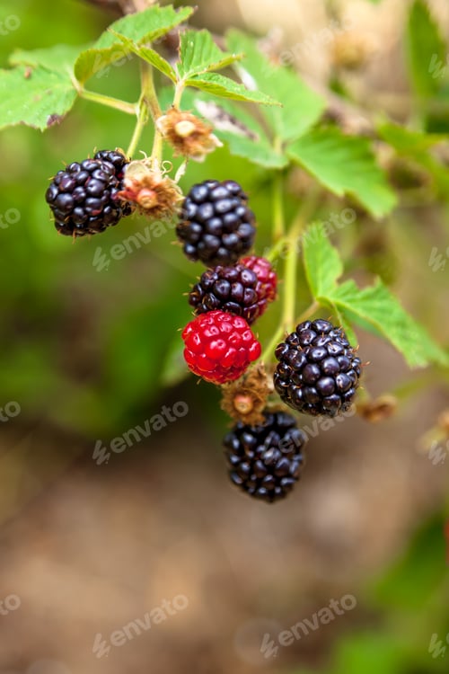 Preview: Blackberries branches