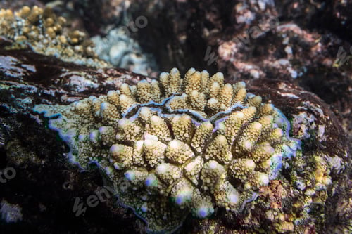 Preview: Underwater photo of coral at Iboih, Pulau Weh Island, Aceh Province, Sumatra, Indonesia, Asia