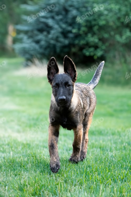 Preview: puppy belgian shepherd in nature