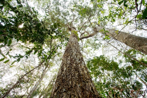 Preview: tree trunk and green canopy in asia tropical rainforest. Beautiful nature tall tree background.