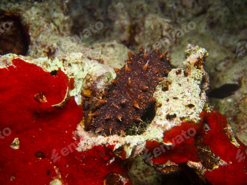 Preview: Sea cucumber from the Mediterranean Sea
