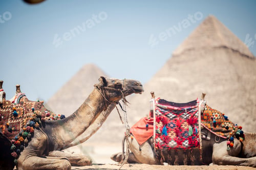 Preview: Arabian camels against the background of pyramids. Giza, Egypt.