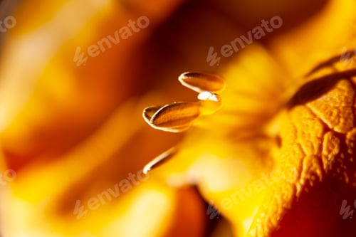 Vista previa: Macro abstracto de estambres y pétalos de flores doradas