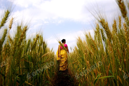Preview: Beautiful young Indian woman wear in saree at the wheat field