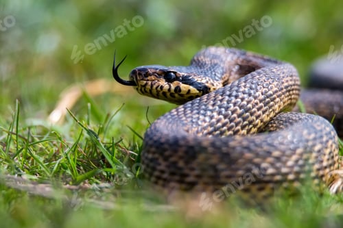Preview: Close-up of blotched snake or Elaphe sauromates showing its tongue