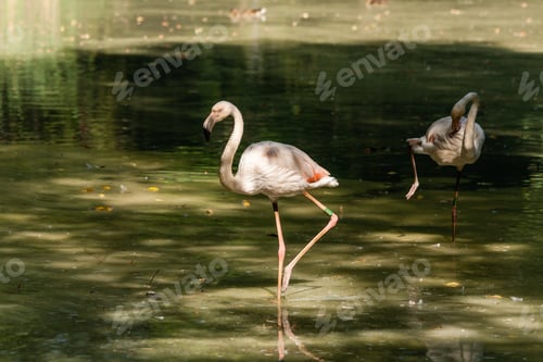 Preview: Two flamingos in the lake