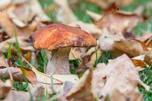 Preview: Mushrooms in forest