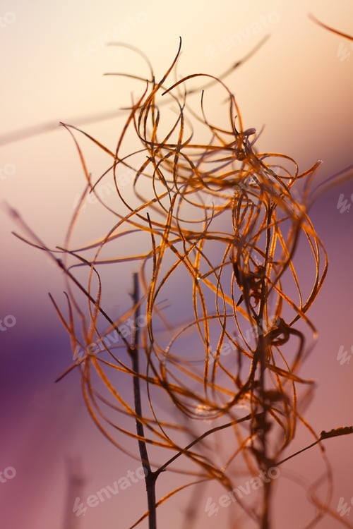 Preview: Dried flowers on a background sunset