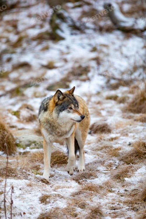 Preview: Beautiful male wolf standing in the forest looking for prey