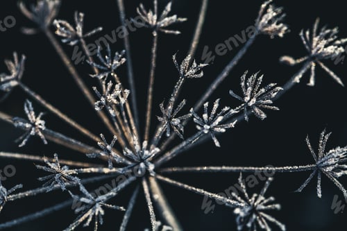 Preview: Frozen flower in blue tone, very shallow focus