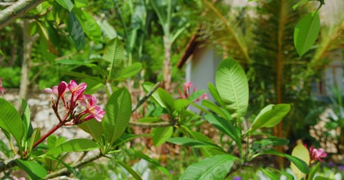 Preview: Tropical flowering garden with pink plumeria flowers on tree at sunny summer day, blurred home on