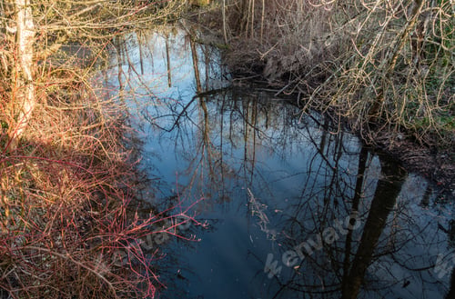 Preview: Trees In The Spring Are Reflected In A Pool Of Water Near Seattle, Washington.