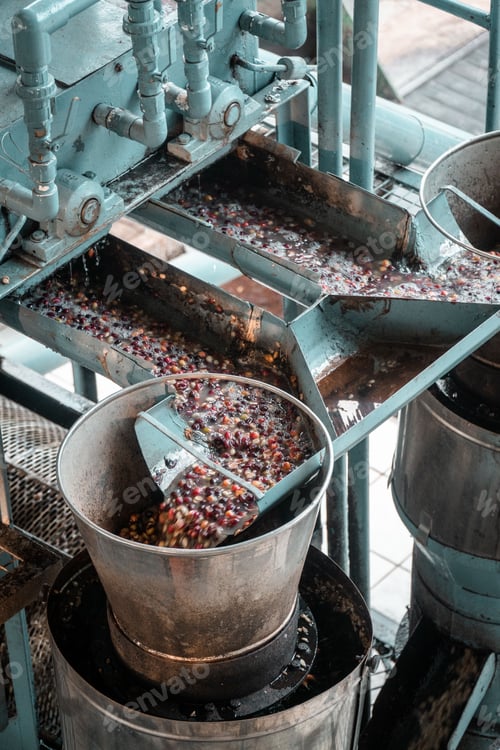 Preview: Processing of red coffee cherries, a closeup shot