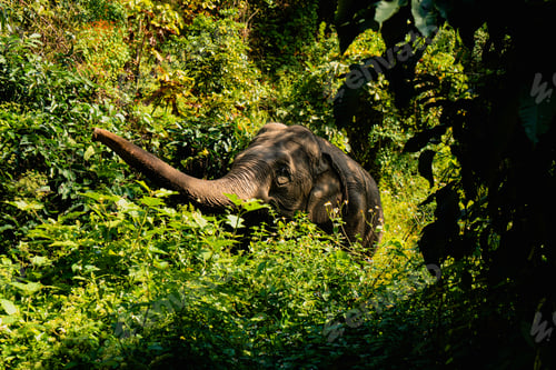 Preview: Elephants
