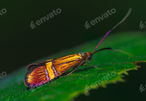 Preview: Detailed closeup on a European yellow-barred longhorn moth, Nemophora degeerella on a green leaf