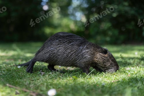 Preview: a male animal looking like a beaver but it is a coyou in germany in the wild