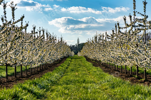 Preview: Beautiful view of the rows of flowering trees in the orchard