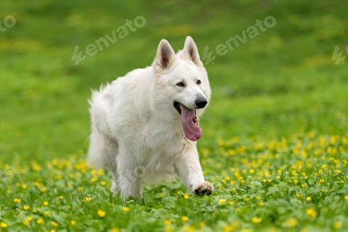 Preview: Berger Blanc Suisse White german shepherd
