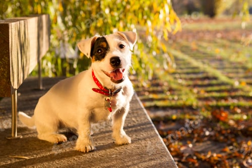 Preview: Animal portrait of jack russell looking at camera