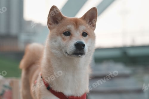 Preview: Brown and white Shiba dog in a warehouse environment on a concrete floor