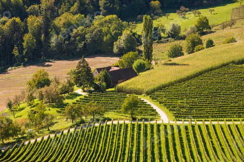 Preview: Crops of grape vine saw from wine route on Austria, Slovenia border