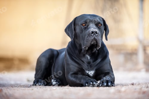 Preview: Black dog breed Cane Corso lies on the ground