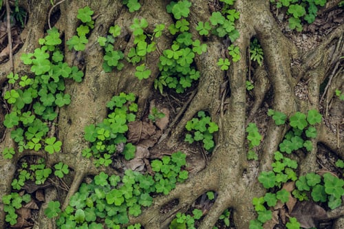 Preview: Complex structure of roots of a coniferous tree