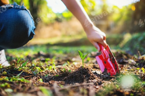 Preview: Closeup image of a woman using shovel to plant a small tree in the garden