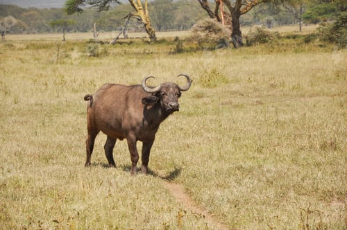 Preview: large buffalo on an open grassy savanna in national park in Africa